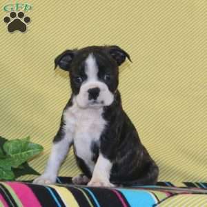 Texas, Boston Terrier Puppy